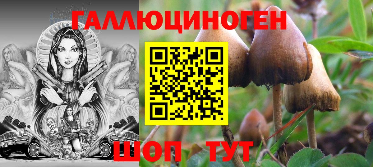 закладки  Псилоцибиновые грибы прущие грибы  Елабуга  Вход с VPN  Псилоцибиновые грибы Psilocybe 